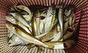 Tekneyle çinekop, sarıkanat turu